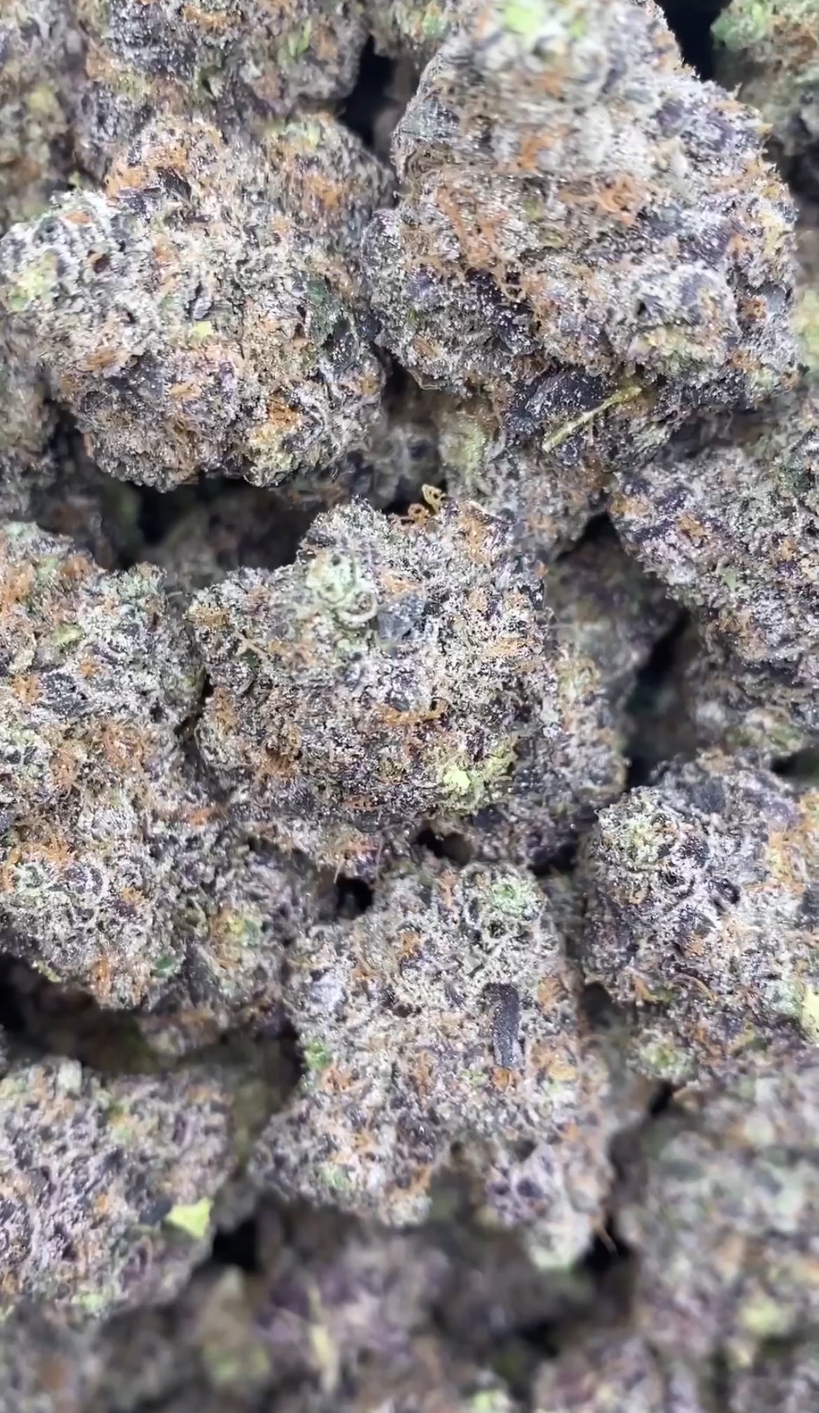 Gelato 41