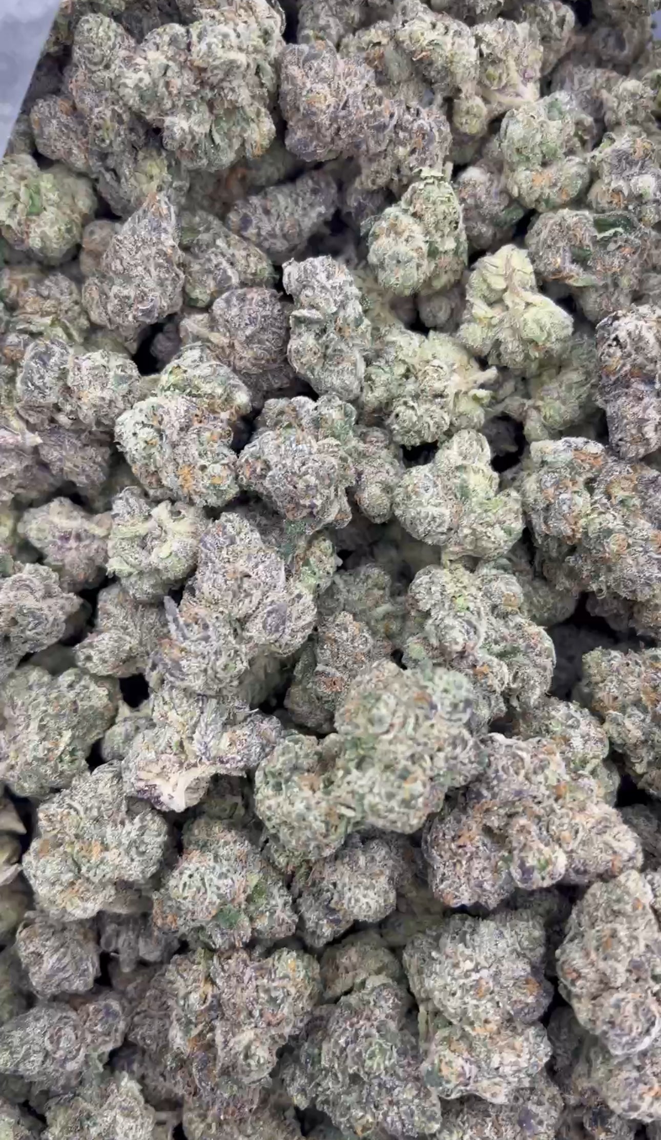 Indoor Pink Cookies 29g