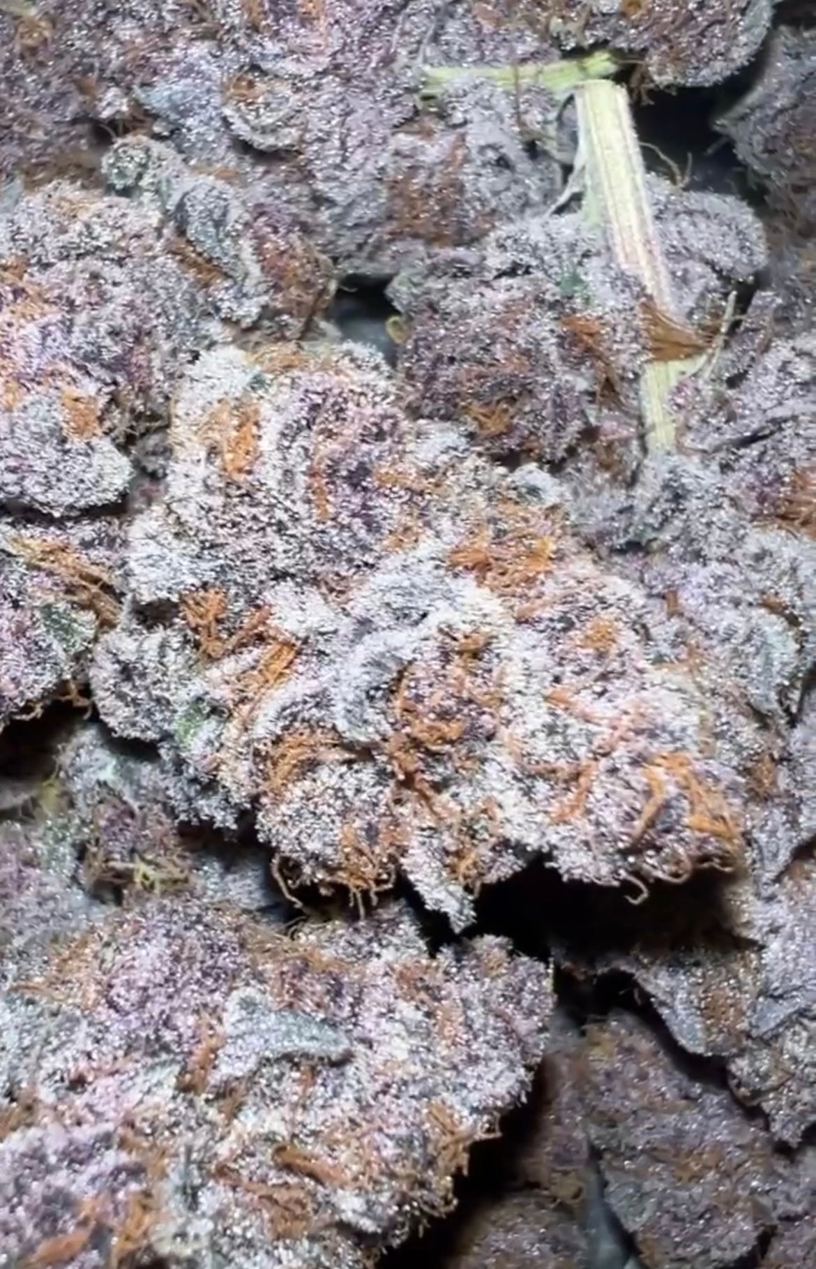 Indoor Grape Ape